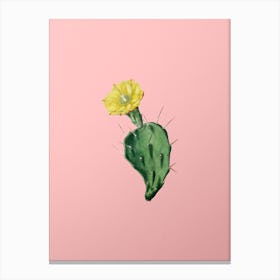 Vintage One Spined Opuntia Flower Botanical on Soft Pink n.0741 Canvas Print