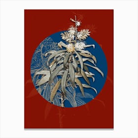 Vintage Botanical Pleomele on Circle Blue on Red n.0102 Canvas Print