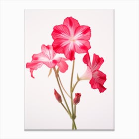 Pressed Wildflower Botanical Art Fire Pink Silene Virginica Flower 4 Canvas Print