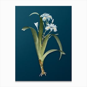 Vintage Iris Fimbriata Botanical Art on Teal Blue n.0199 Canvas Print