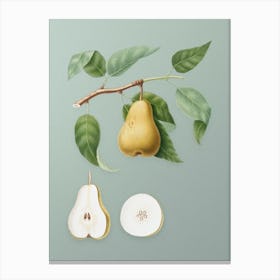 Vintage Pear Botanical Art on Mint Green n.0086 Canvas Print
