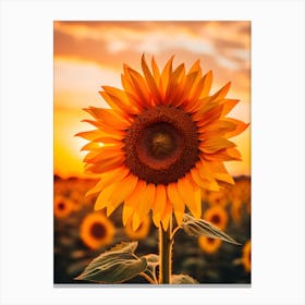 Sunflower At Sunset 1 Canvas Print