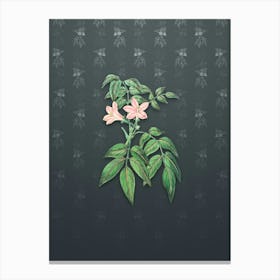Vintage Turraea Pinnata Flower Botanical on Slate Gray Pattern n.2268 Canvas Print