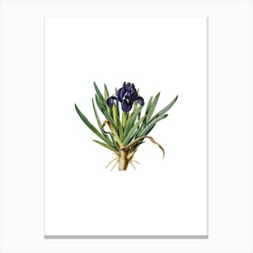 Vintage Pygmy Iris Botanical Illustration on Pure White n.0290 Canvas Print
