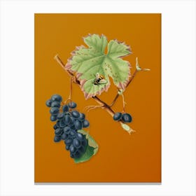 Vintage Barbera Grape Botanical on Sunset Orange n.0595 Canvas Print