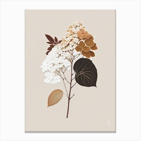 Hydrangea Root Spices And Herbs Retro Minimal 4 Canvas Print