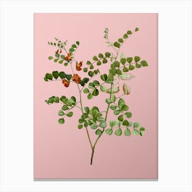 Vintage Blood Spotted Bladder Senna Botanical on Soft Pink n.0574 Canvas Print