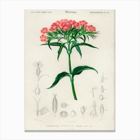 Sweet William (Dianthus Barbatus), Charles Dessalines D' Orbigny Canvas Print