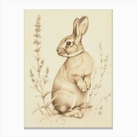 Tan Rabbit Drawing 3 Canvas Print