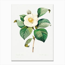 White Japanese Camellia, Pierre Joseph Redoute Canvas Print