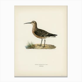 Curlew Sandpiper, The Von Wright Brothers Canvas Print