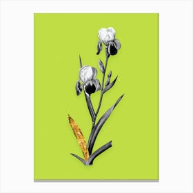 Vintage Elder Scented Iris Black and White Gold Leaf Floral Art on Chartreuse n.1038 Canvas Print