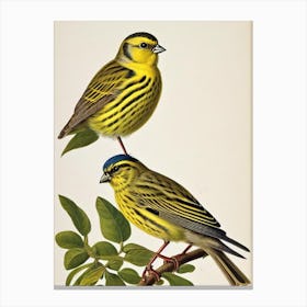 Yellowhammer 2 James Audubon Vintage Style Bird Canvas Print