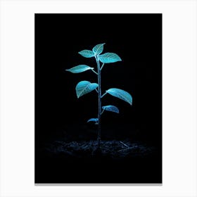 Plant Growing In The Dark 15 Canvas Print