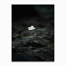 Single Flower In Water 10 Canvas Print