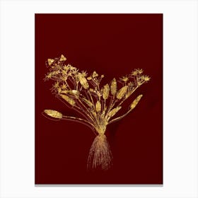 Vintage Starfruit Botanical in Gold on Red n.0503 Canvas Print