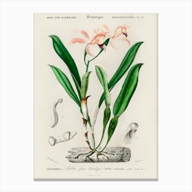 Lelia Cattleioides, Charles Dessalines D' Orbigny Canvas Print