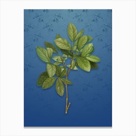 Vintage Eastern Leatherwood Botanical on Bahama Blue Pattern n.2222 Canvas Print