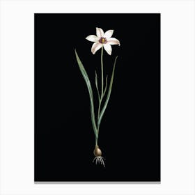 Vintage Lady Tulip Botanical Illustration on Solid Black n.0339 Canvas Print