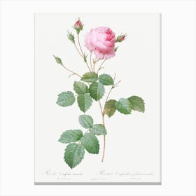 Crenate Leaved Cabbage Rose, Pierre Joseph Redoute Canvas Print