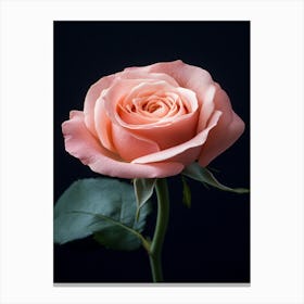 Pink Rose 59 Canvas Print