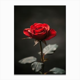 Red Rose On Black Background 71 Canvas Print