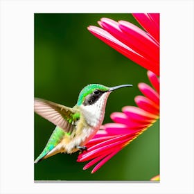 Female Ruby Throated Hummingbird -Reimagined 2 Canvas Print