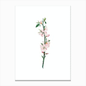 Vintage Peach Flower Botanical Illustration on Pure White n.0673 Canvas Print