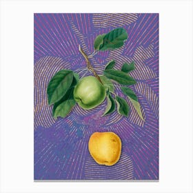 Vintage Apple Botanical Illustration on Veri Peri n.0481 Canvas Print