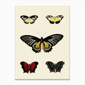 Vintage Butterflies Of The World Canvas Print