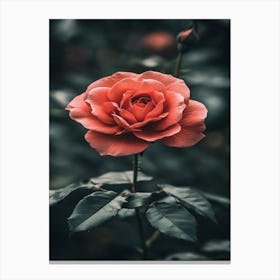 Rose Flower Canvas Print