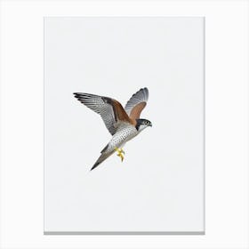 Eurasian Sparrowhawk B&W Pencil Drawing 1 Bird Canvas Print