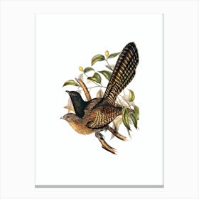 Vintage Pheasant Cuckoo Bird Illustration on Pure White n.0113 Canvas Print