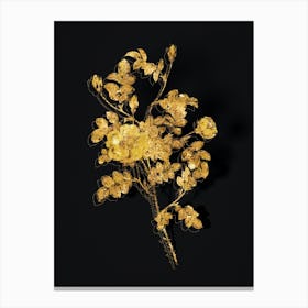Vintage Yellow Sweetbriar Rose Botanical in Gold on Black n.0318 Canvas Print