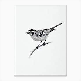 Sparrow B&W Pencil Drawing 1 Bird Canvas Print