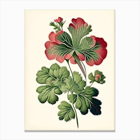 Wild Geranium Wildflower Vintage Botanical 2 Canvas Print