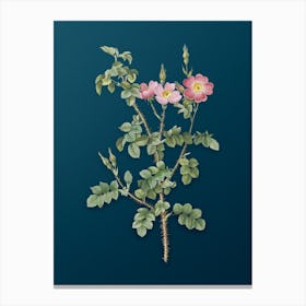 Vintage Prickly Sweetbriar Rose Botanical Art on Teal Blue n.0654 Canvas Print