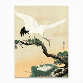 Japanese Crane Bird On Branch Of Pine (1900 1930), Ohara Koson Canvas Print