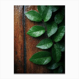 Green Leaves On A Wooden Background 1 Canvas Print