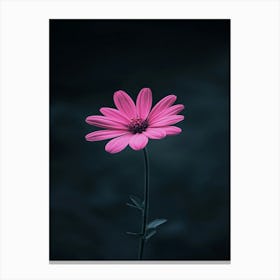 Pink Daisy 5 Canvas Print