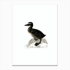 Vintage Common Eider Duck Illustration on Pure White Canvas Print