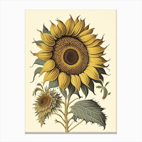 Desert Sunflower Wildflower Vintage Botanical 1 Canvas Print