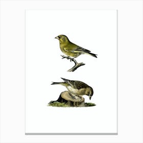 Vintage European Greenfinch Bird Illustration on Pure White Canvas Print