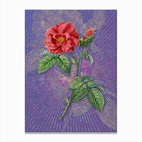 Vintage Apothecary Rose Botanical Illustration on Veri Peri n.0853 Canvas Print