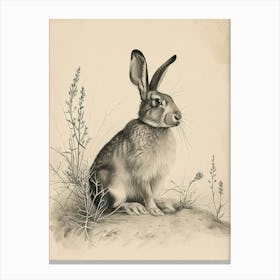New Zealand Rabbit Drawing 1 Canvas Print