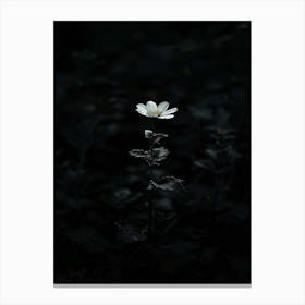 White Flower In The Dark 14 Canvas Print