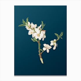 Vintage Almond Tree Flower Botanical Art on Teal Blue n.0841 Canvas Print