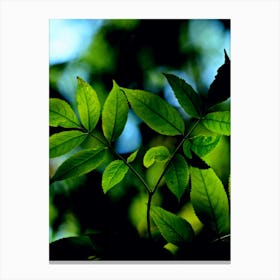 Green Leaves 4 Canvas Print