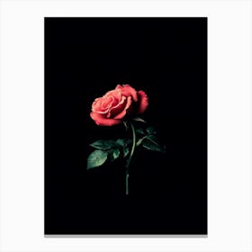 Rose On A Black Background 13 Canvas Print