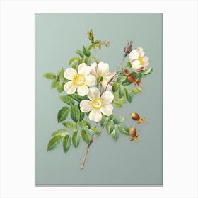 Vintage White Candolle Rose Botanical Art on Mint Green n.0209 Canvas Print